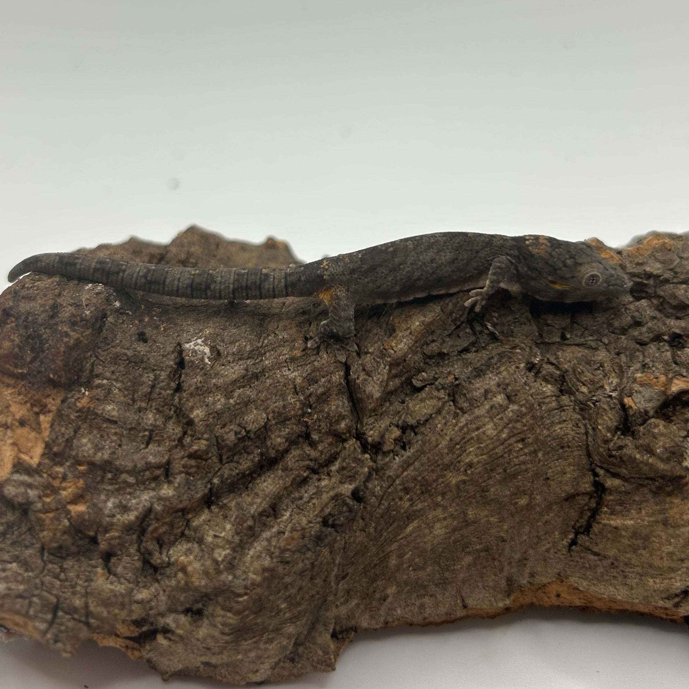 Eurydactylodes agricolae