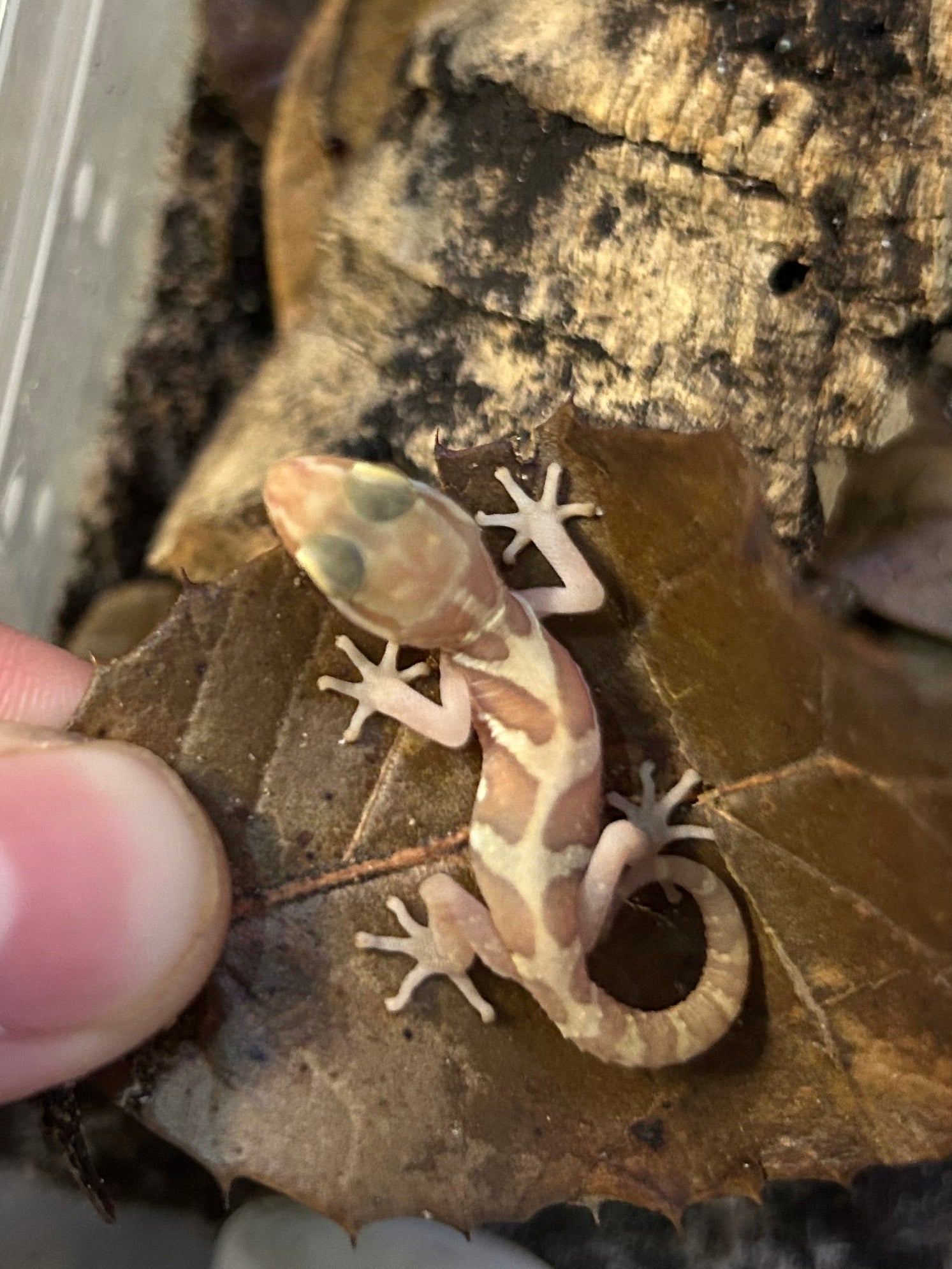 Baby Amelanisitic Pictus Gecko