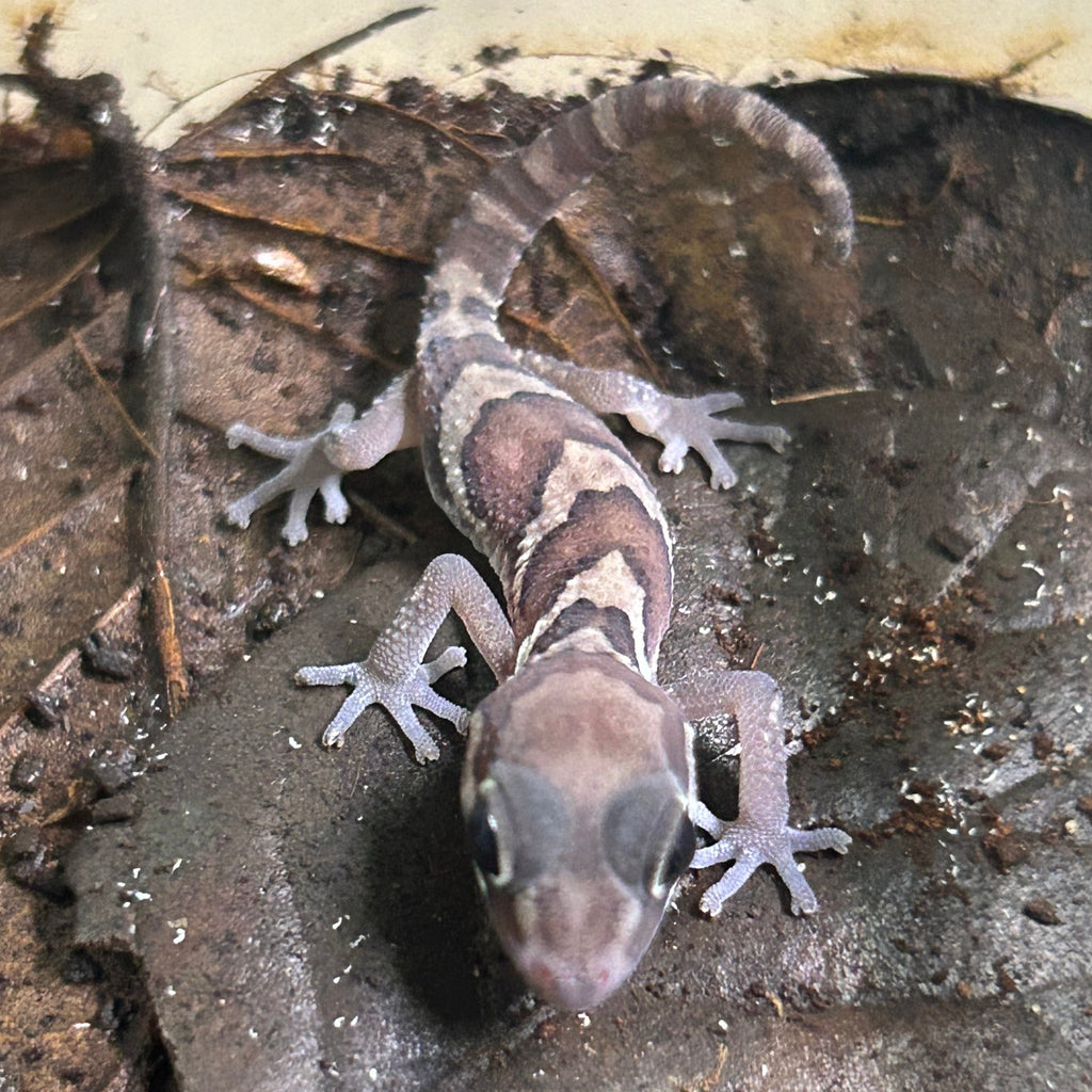 Pictus Gecko (Paroedura picta)