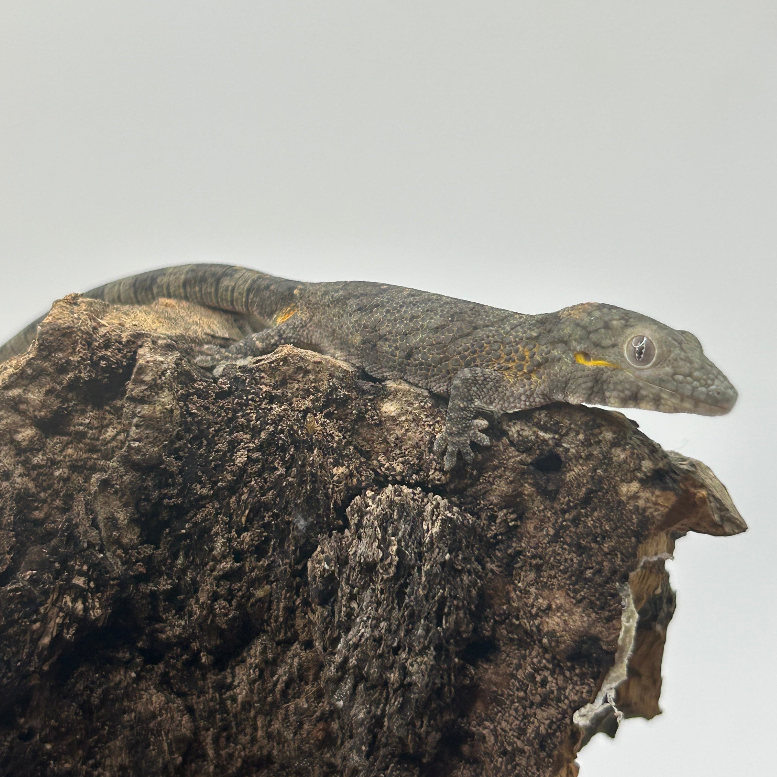 Eurydactylodes agricolae