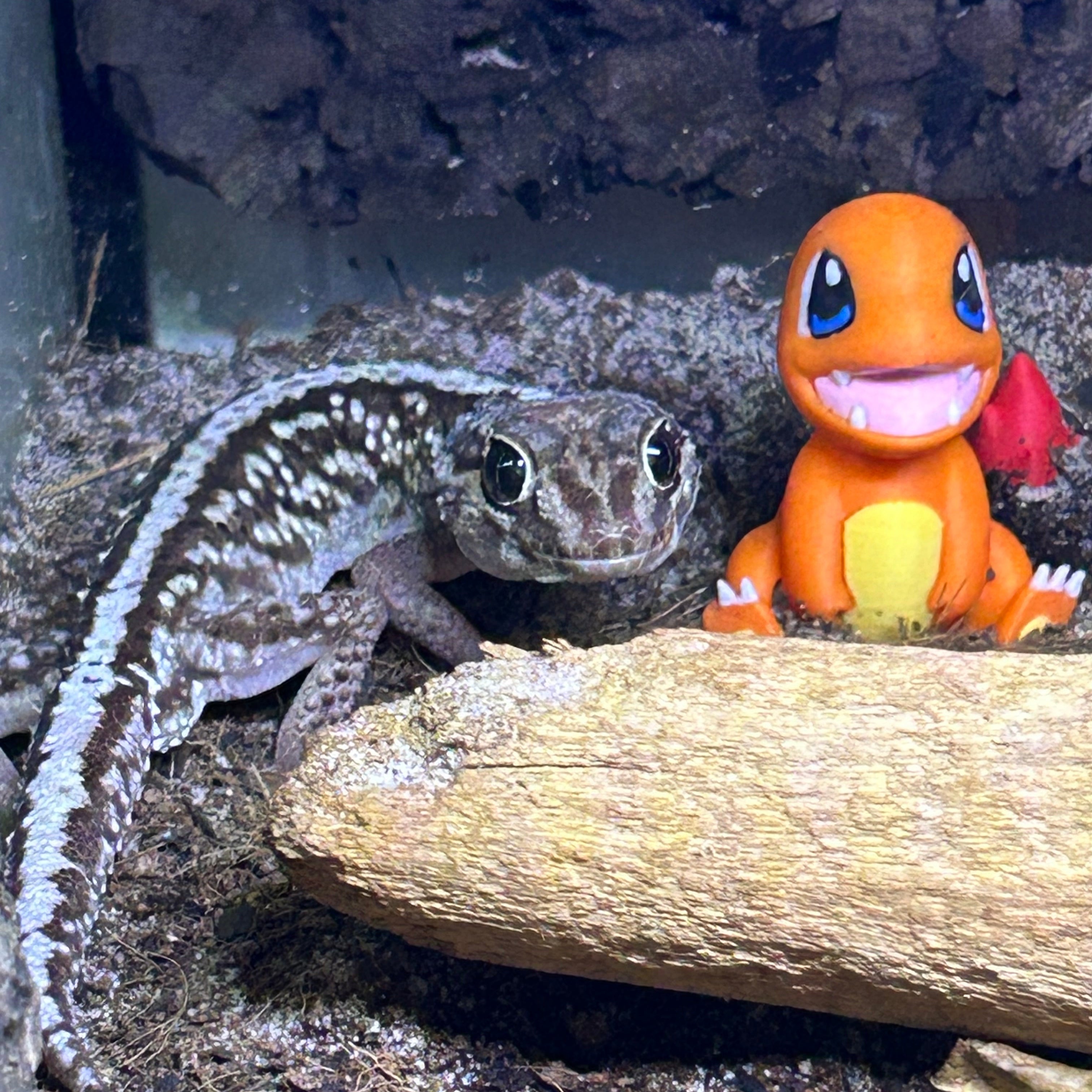 Baby Pictus Gecko (Paroedura picta)