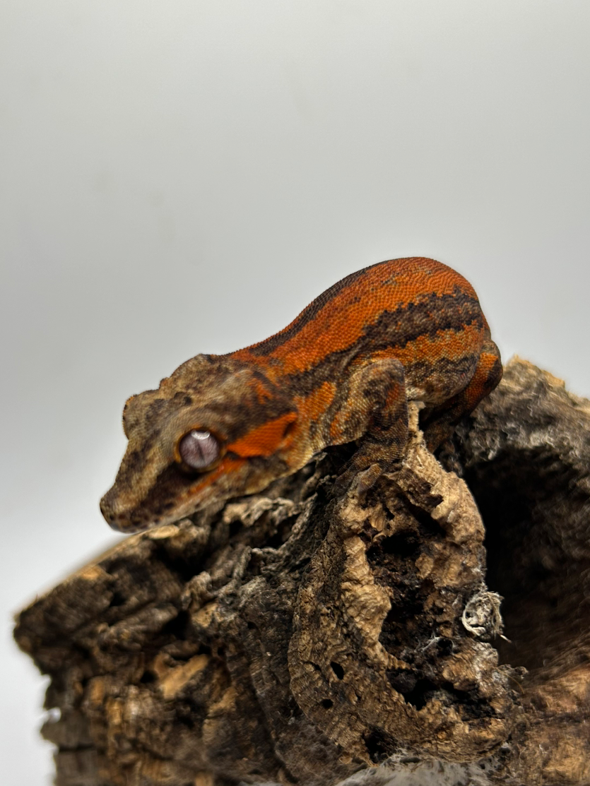 Deadpool Line Gargoyle Red & Orange Stripe