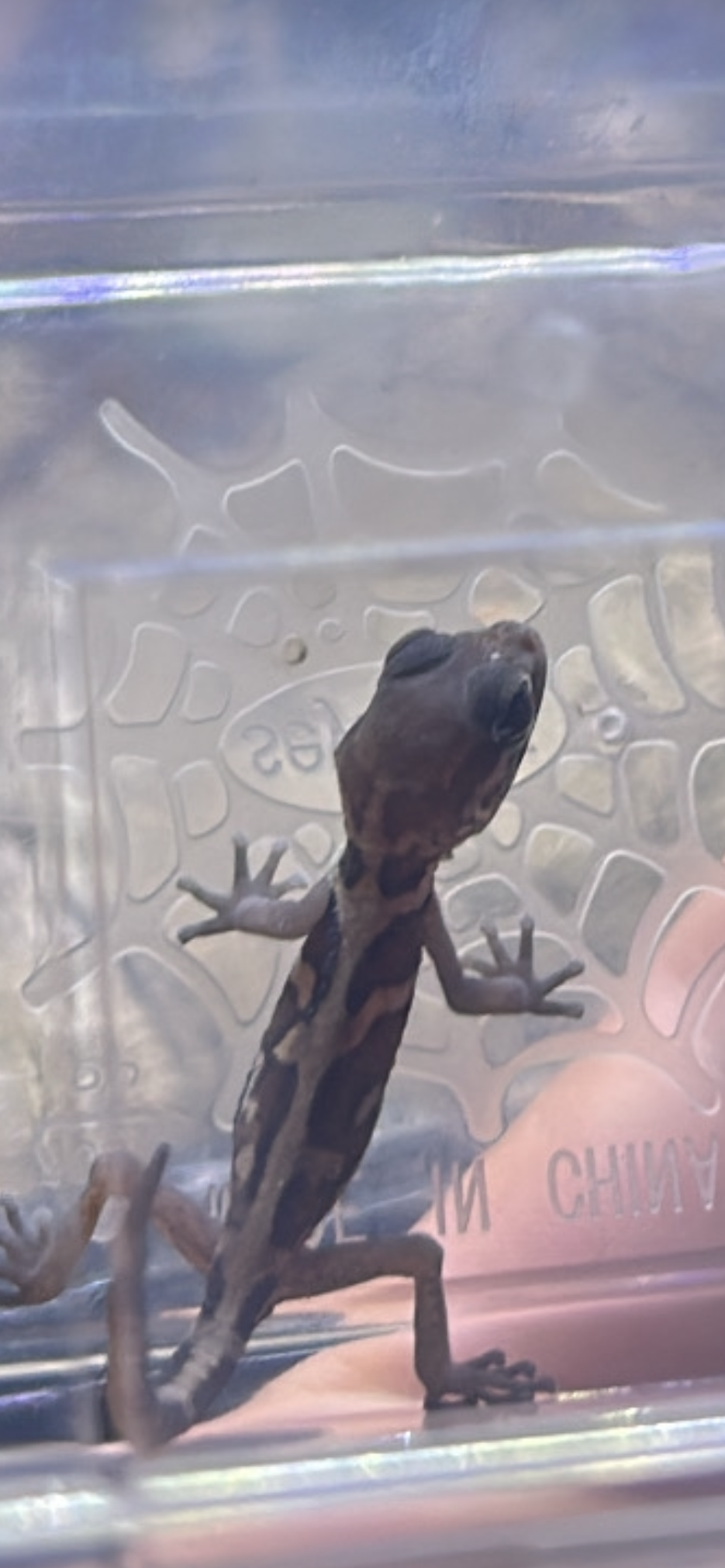 Baby Pictus Gecko (Paroedura picta)