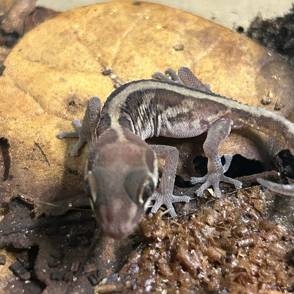Pictus Gecko (Paroedura picta)