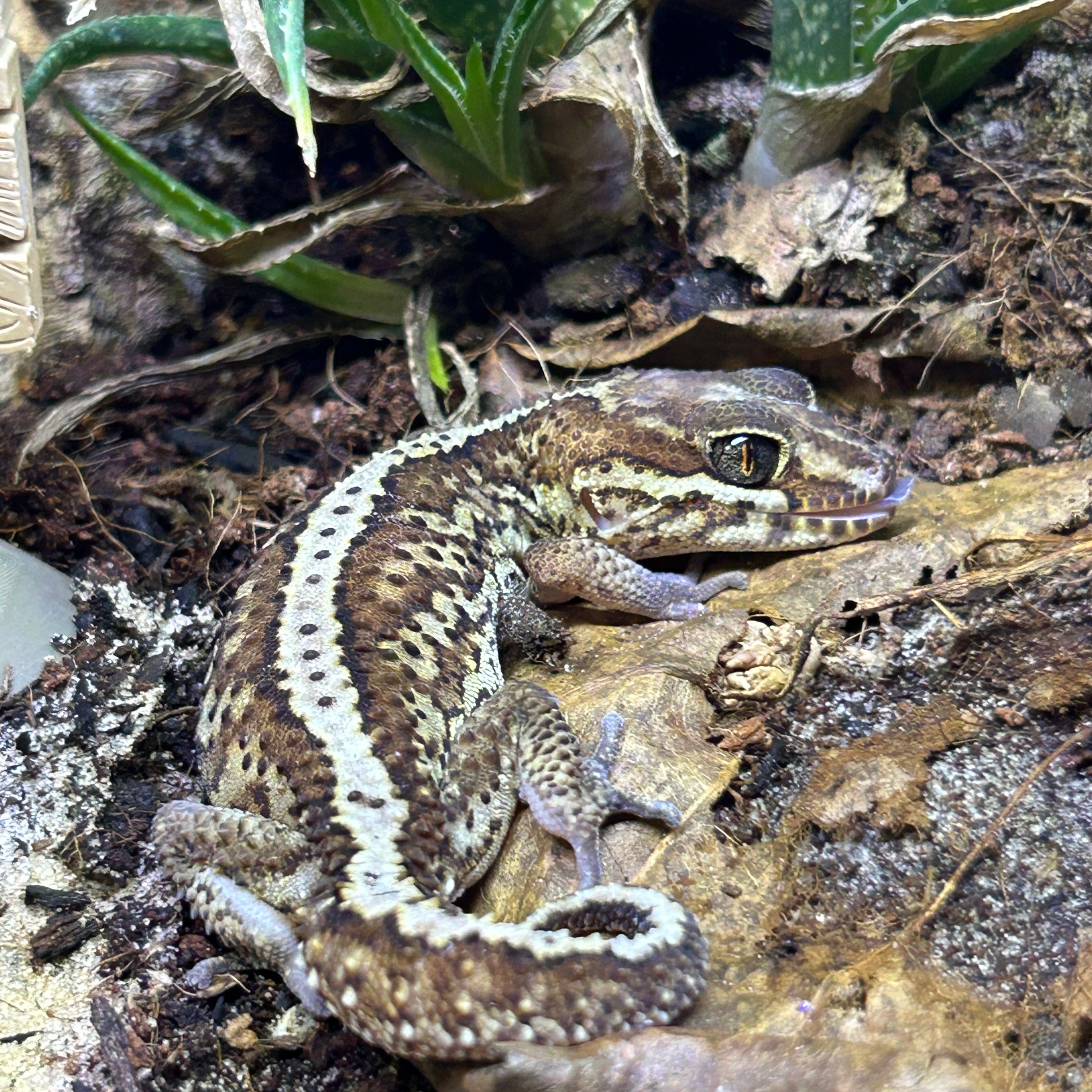 Baby Pictus Gecko (Paroedura picta)