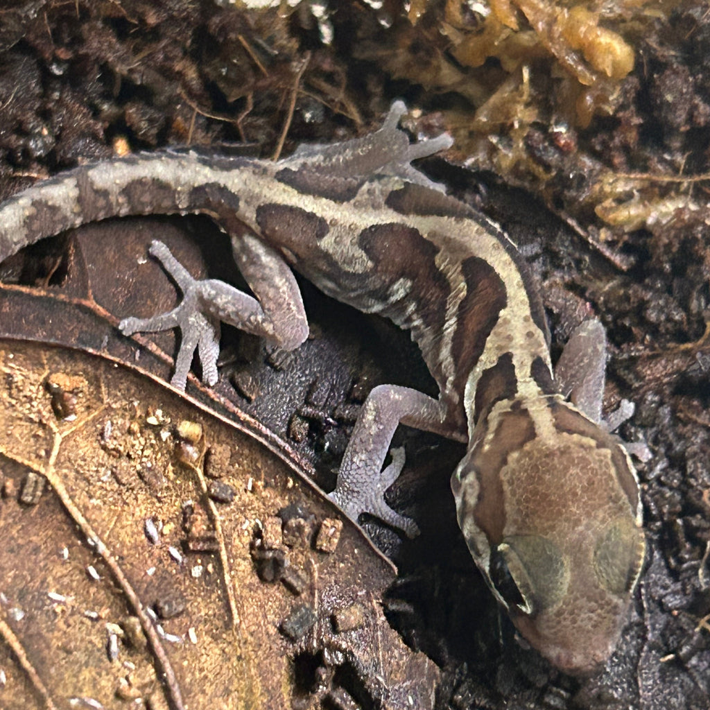 Pictus Gecko (Paroedura picta)