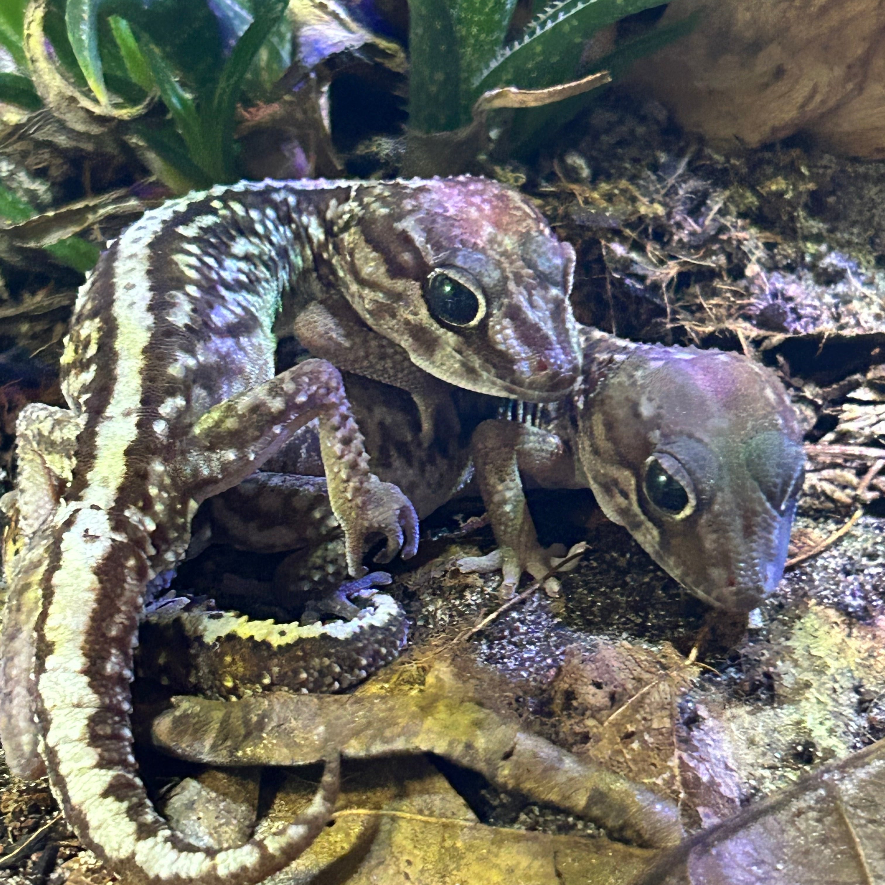 Baby Pictus Gecko (Paroedura picta)