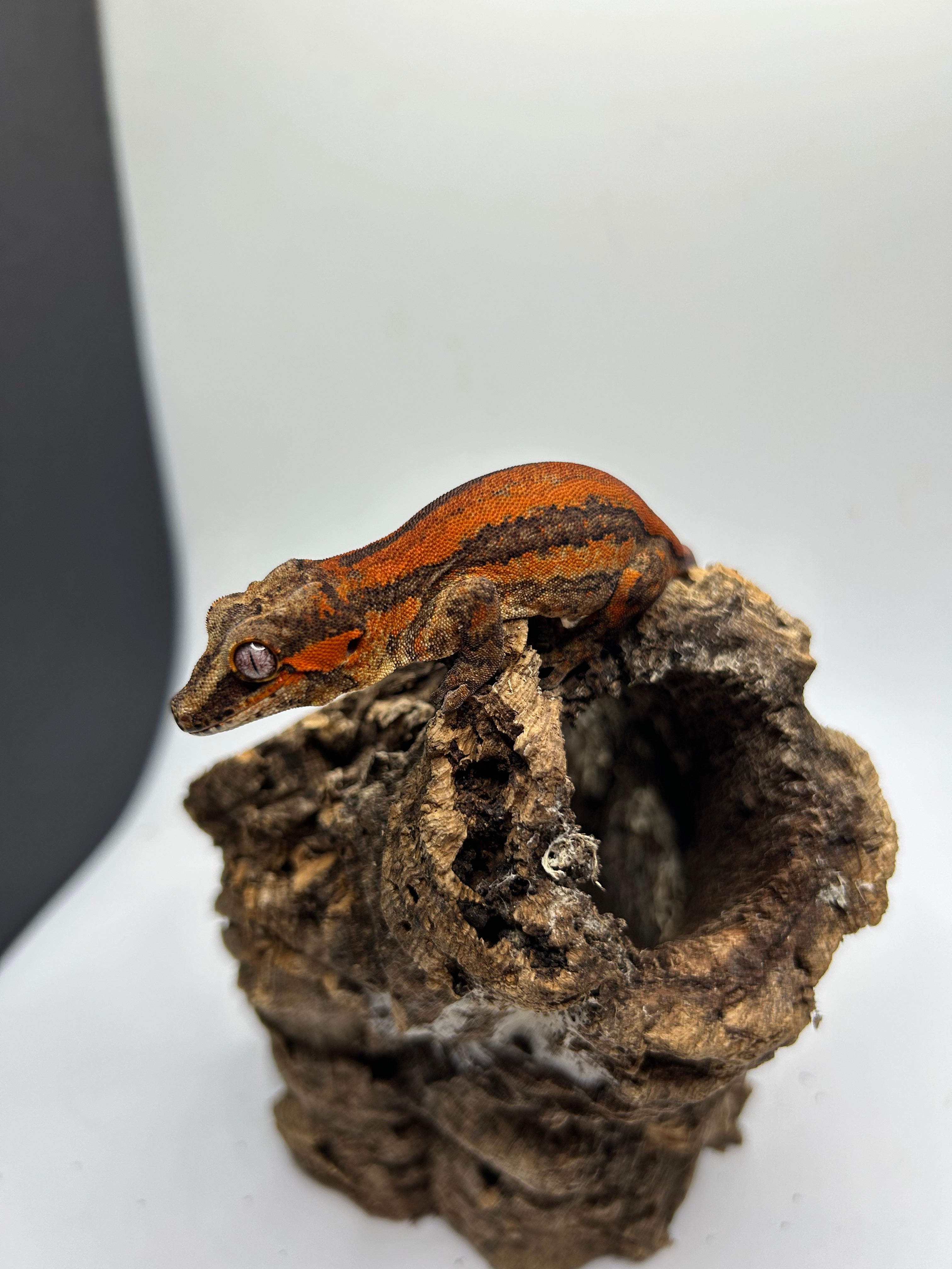 Deadpool Line Gargoyle Red & Orange Stripe