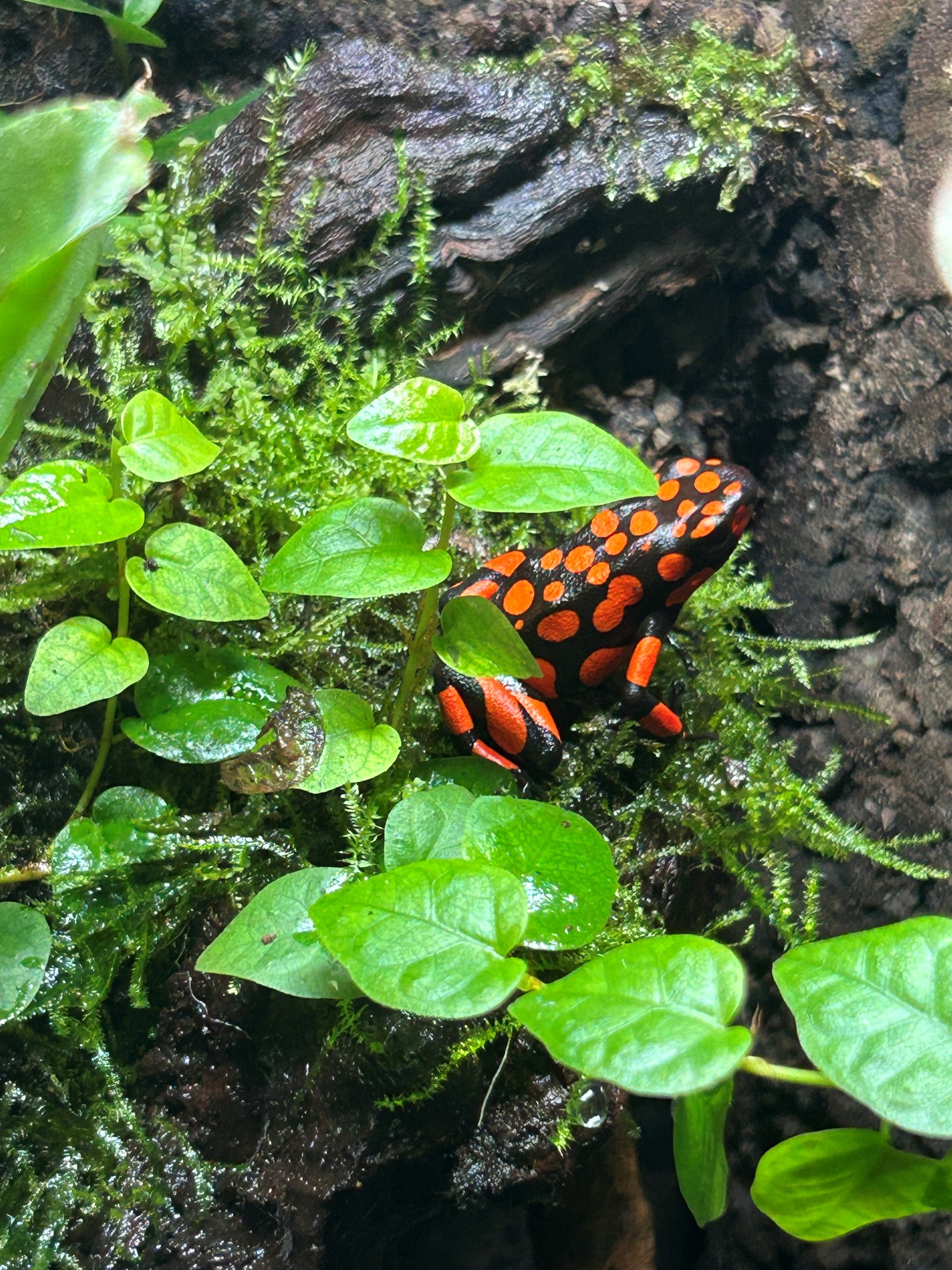 Oophaga Histrionica Bahia Solano (Oophaga solanensis)