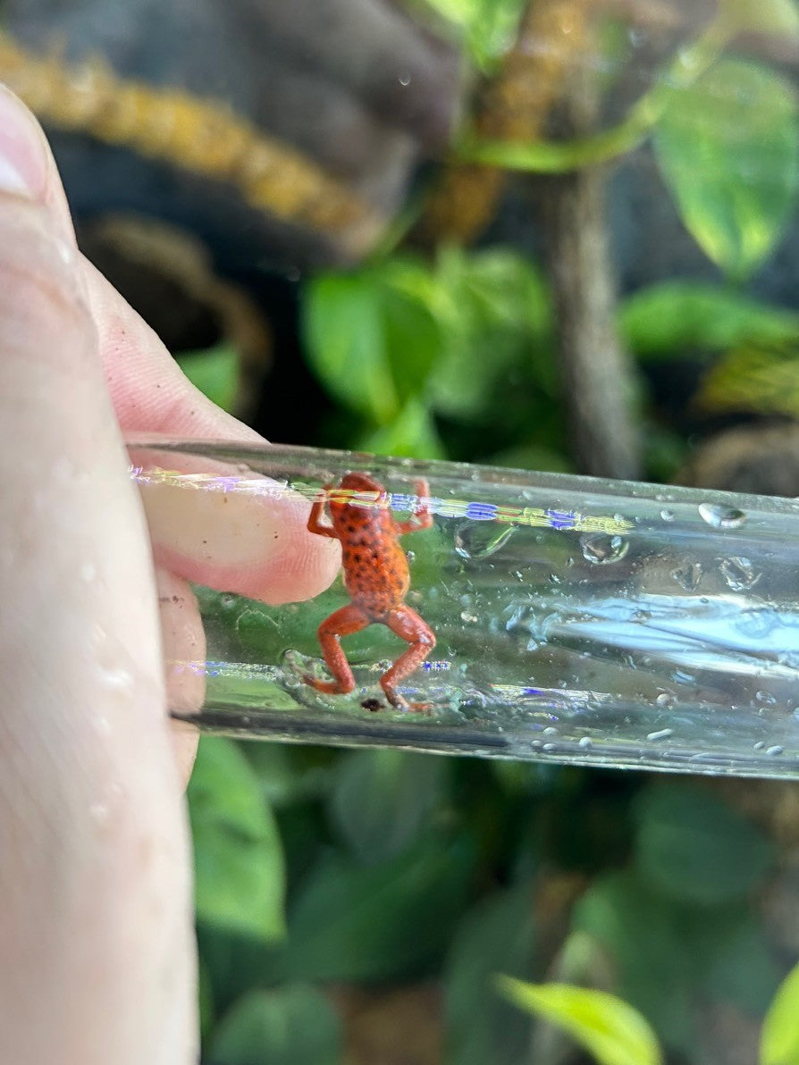 Oophaga Pumilio “El Dorado”